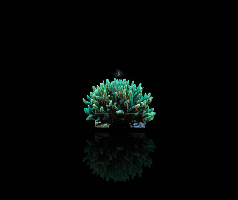 Seriatopora Guttatus Green
